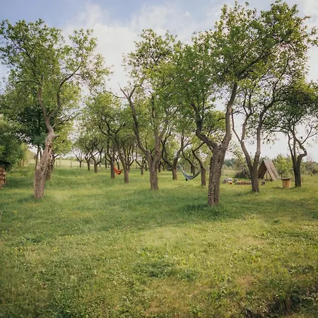 śliwkowy Sad-plum Orchard-jura