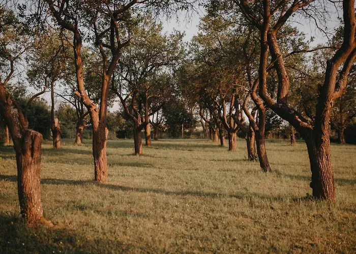 Dom wakacyjny śliwkowy Sad-plum Orchard-jura Mirow (Silesia)