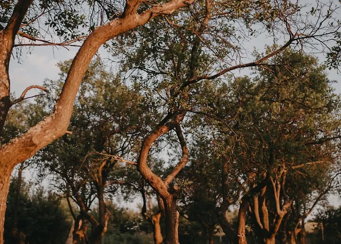 śliwkowy Sad-plum Orchard-jura Dom wakacyjny Mirow (Silesia)