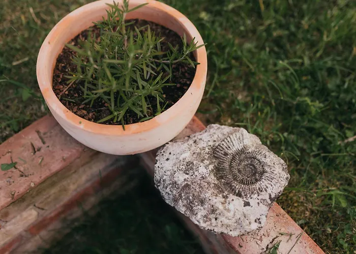 śliwkowy Sad-plum Orchard-jura *