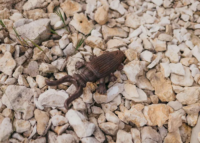 śliwkowy Sad-plum Orchard-jura *