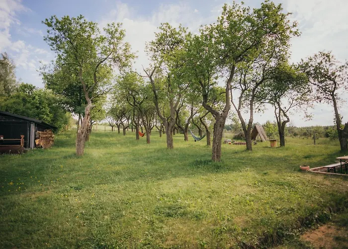 śliwkowy Sad-plum Orchard-jura